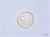 阿里山水晶蘭藏品圖，第3張