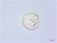 水晶蘭藏品圖，第2張