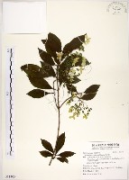 華八仙藏品圖，第1張