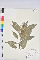 青剛櫟、鐵椆藏品圖，第1張