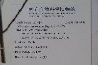 紅子莢迷藏品圖，第2張