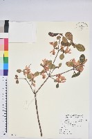 南澳杜鵑藏品圖，第1張