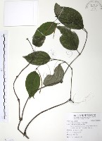 風藤藏品圖，第1張