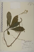 走馬胎藏品圖，第1張