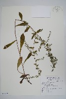 盾果草藏品圖，第1張