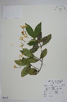 絡石藏品圖，第1張