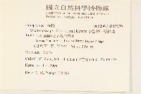 小舌菊、蔓綿菜藏品圖，第2張