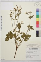 鉤柱毛茛藏品圖，第1張