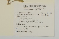 卷耳藏品圖，第2張