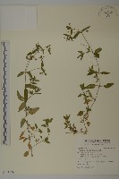 鵝兒腸藏品圖，第1張