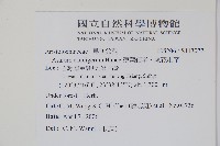 薄葉細辛、尾花細辛藏品圖，第2張