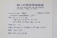 下花細辛藏品圖，第2張