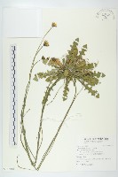 貓兒菊藏品圖，第1張