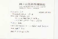 貓兒菊藏品圖，第2張