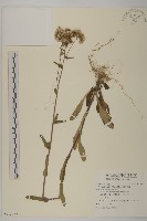 日本假蓬藏品圖，第1張