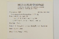 日本假蓬藏品圖，第2張