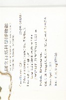 黑果馬交兒藏品圖，第2張