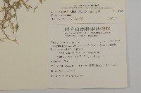 無心菜、鵝不食草藏品圖，第2張