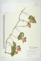 盒果藤藏品圖，第1張