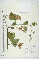 盒果藤藏品圖，第1張