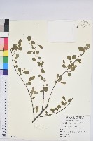 密花白飯樹藏品圖，第1張