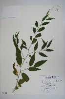 毛瓣蝴蝶木藏品圖，第1張