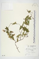 卵葉菜欒藤藏品圖，第1張