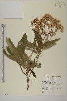 艾納香藏品圖，第1張