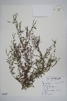 伏毛天芹菜藏品圖，第1張