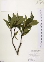 臺灣石楠藏品圖，第1張