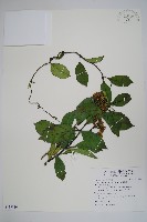 爬森藤藏品圖，第1張