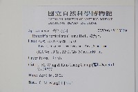 蘿芙木藏品圖，第2張