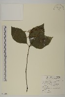 臺灣及己藏品圖，第1張