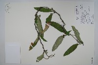 臺灣牛皮消、臺灣白薇藏品圖，第1張