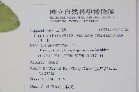 小刺山柑藏品圖，第2張