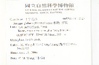 風花菜、球果山芥菜藏品圖，第2張