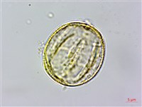 頭花香苦草、白冇骨消藏品圖，第3張