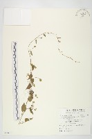 娥房藤藏品圖，第1張