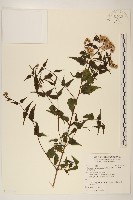 田代氏澤蘭藏品圖，第1張