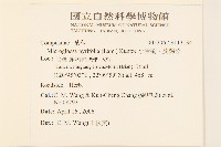 小舌菊、蔓綿菜藏品圖，第2張