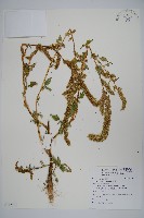 刺莧藏品圖，第1張