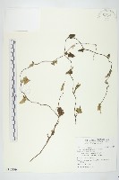 吊鐘藤藏品圖，第1張