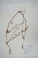 假川牛膝藏品圖，第1張