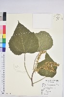 蟲屎藏品圖，第1張