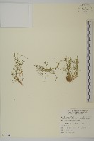 瓜槌草、漆姑草藏品圖，第1張