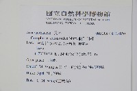 假千日紅藏品圖，第2張