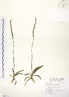 綬草藏品圖，第1張