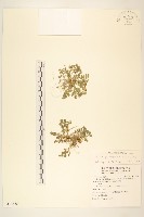 翅果假吐金菊藏品圖，第1張