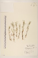 匙葉鼠麴草藏品圖，第1張