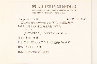 匙葉鼠麴草藏品圖，第2張